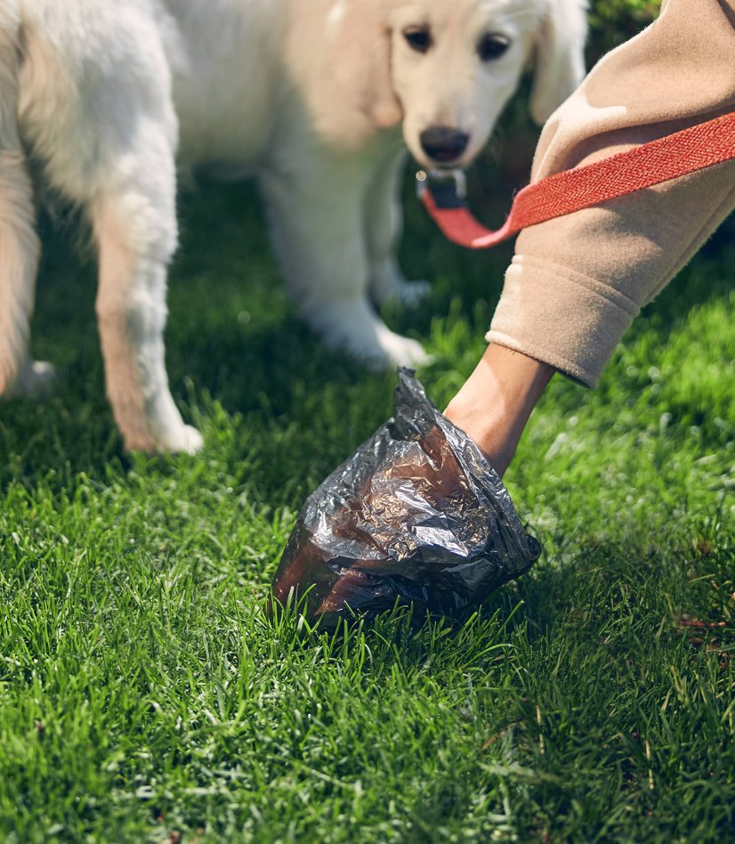 Technician providing pet waste removal in a residential yard